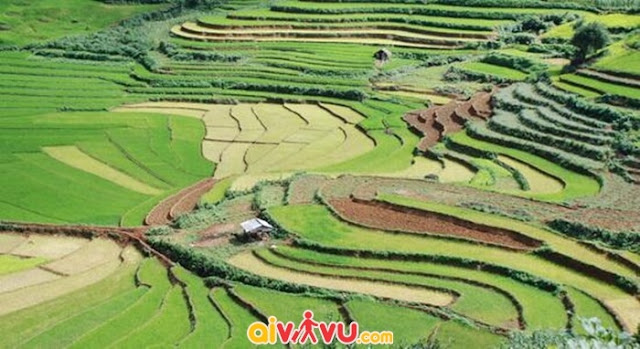 Chiêm ngưỡng cánh đồng Mường Thanh mỗi độ lúa chín Canh-dong-muong-thanh3