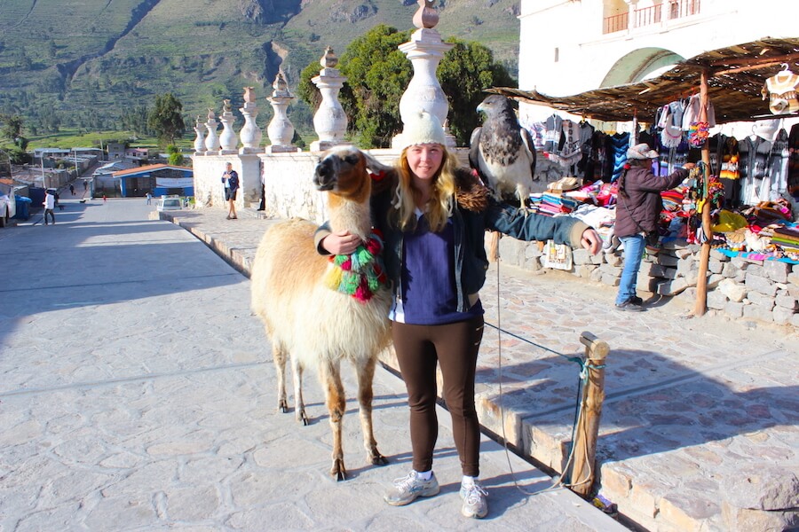 maca church me with alpaca and hawk