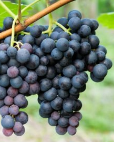 View of Growing Concord Grapes: History of the Concord Grape