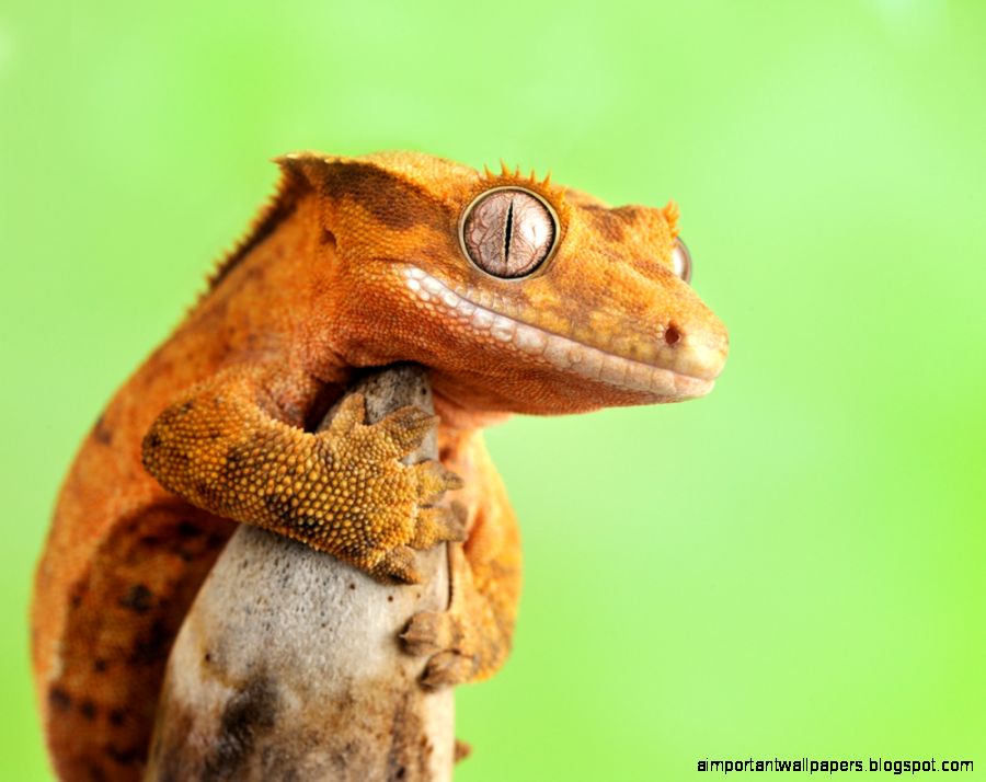 Crested Gecko   wallpaper
