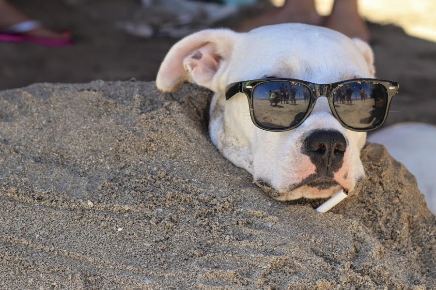 Happy Beach Dogs Enjoying Summer More Than You
