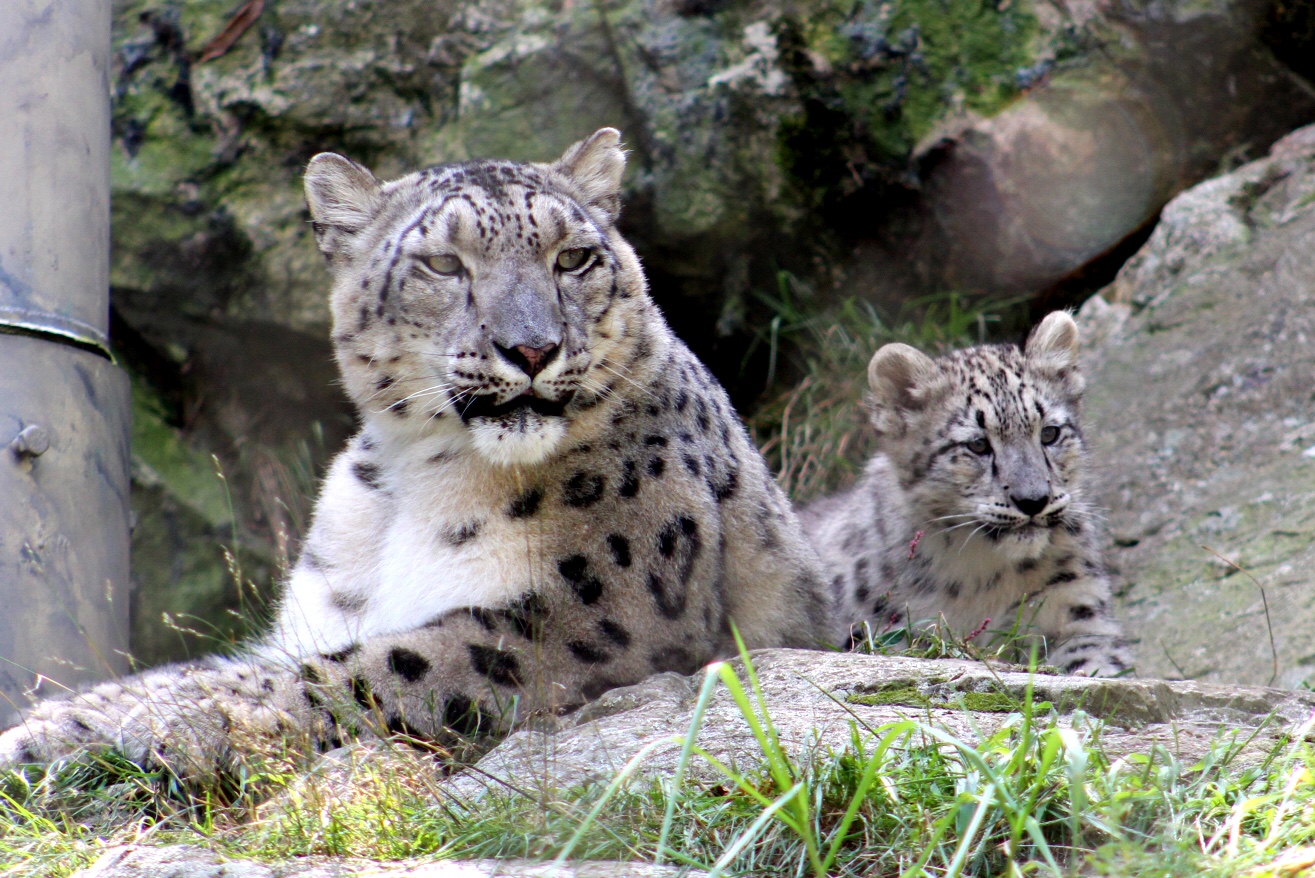 Evan and Lauren's Cool Blog: Stone Zoo Baby Snow Leopards