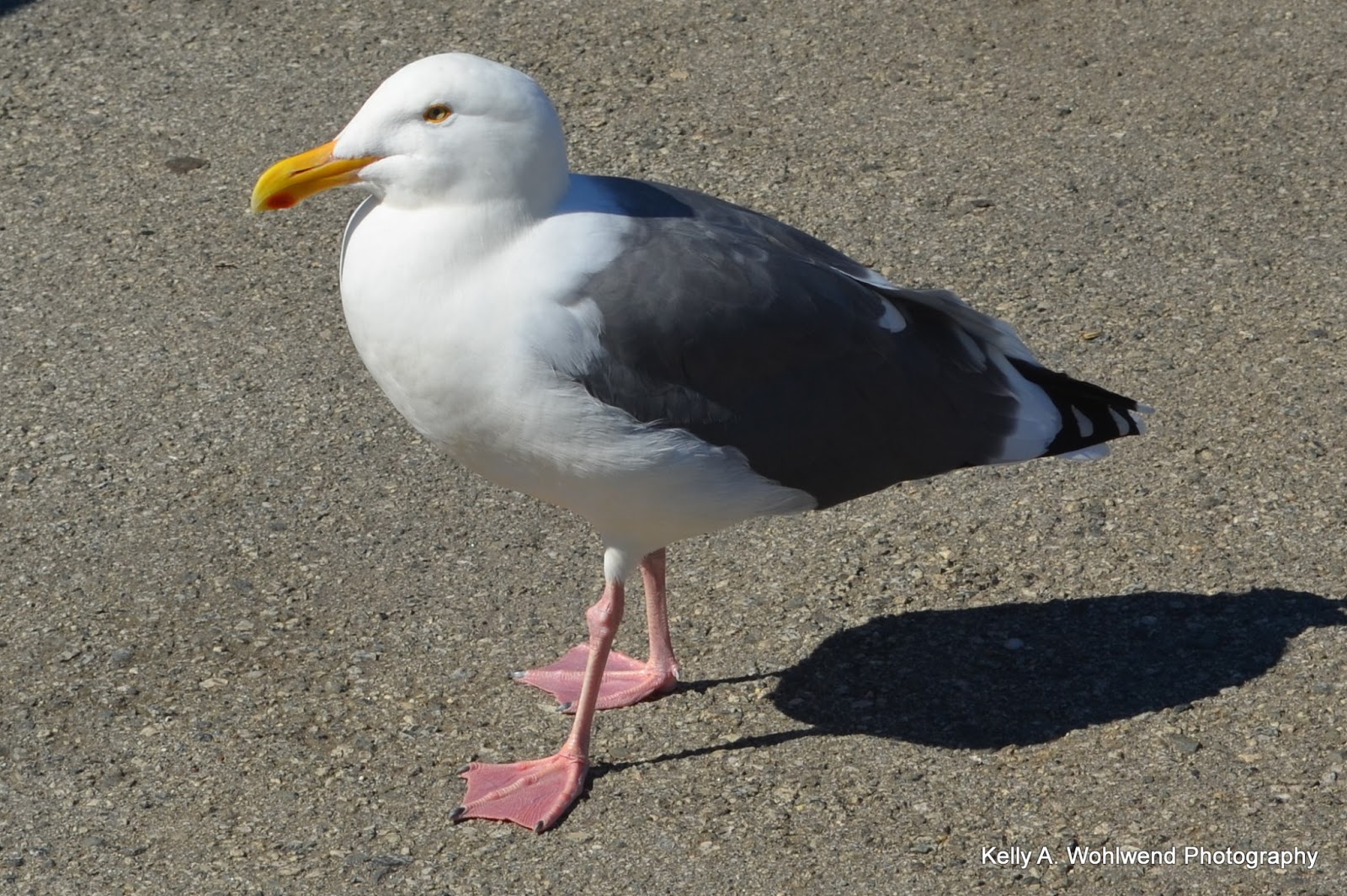 Be Your Best Birder: How To Identify Gulls…A Conundrum
