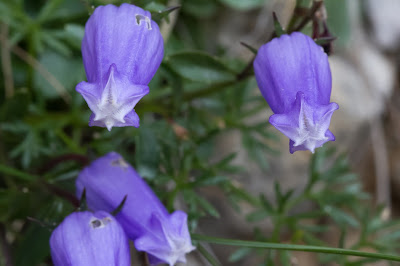 Campanula zoysii – Zois’ Bellflower or Crimped Bellflower (Campanula di Zois)