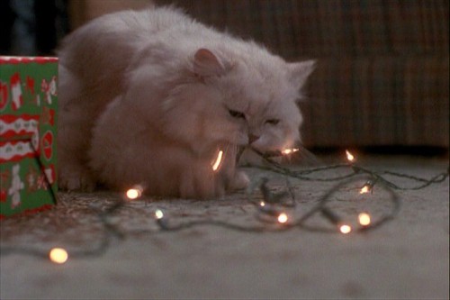 National lampoons christmas vacation inspired fried cat Mr. Movie: National Lampoon’s Christmas Vacation ( Movie Review)