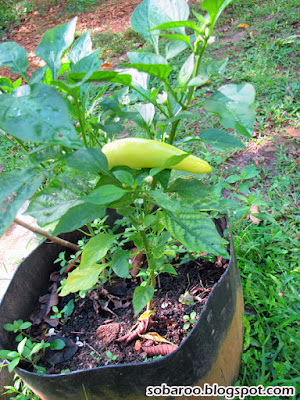 capsicum.jpg