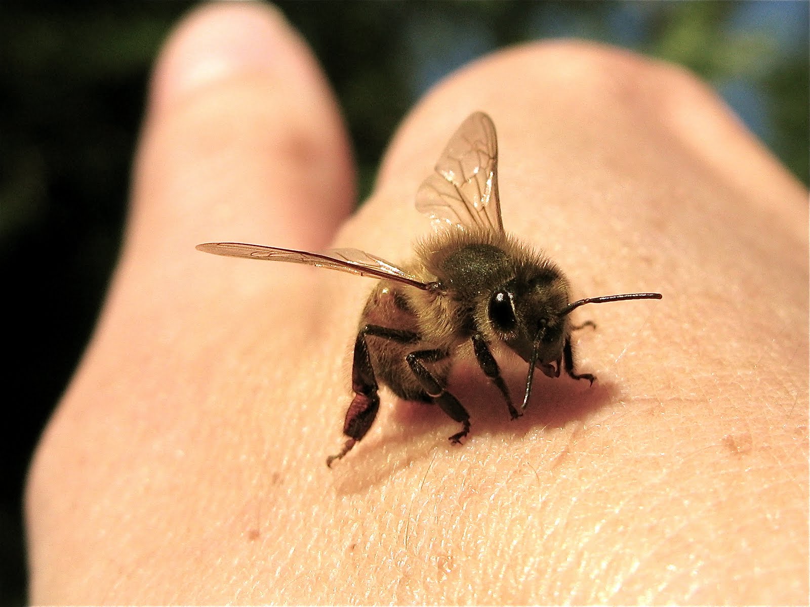 Honeybee Mama: With Honey Comes the Sting