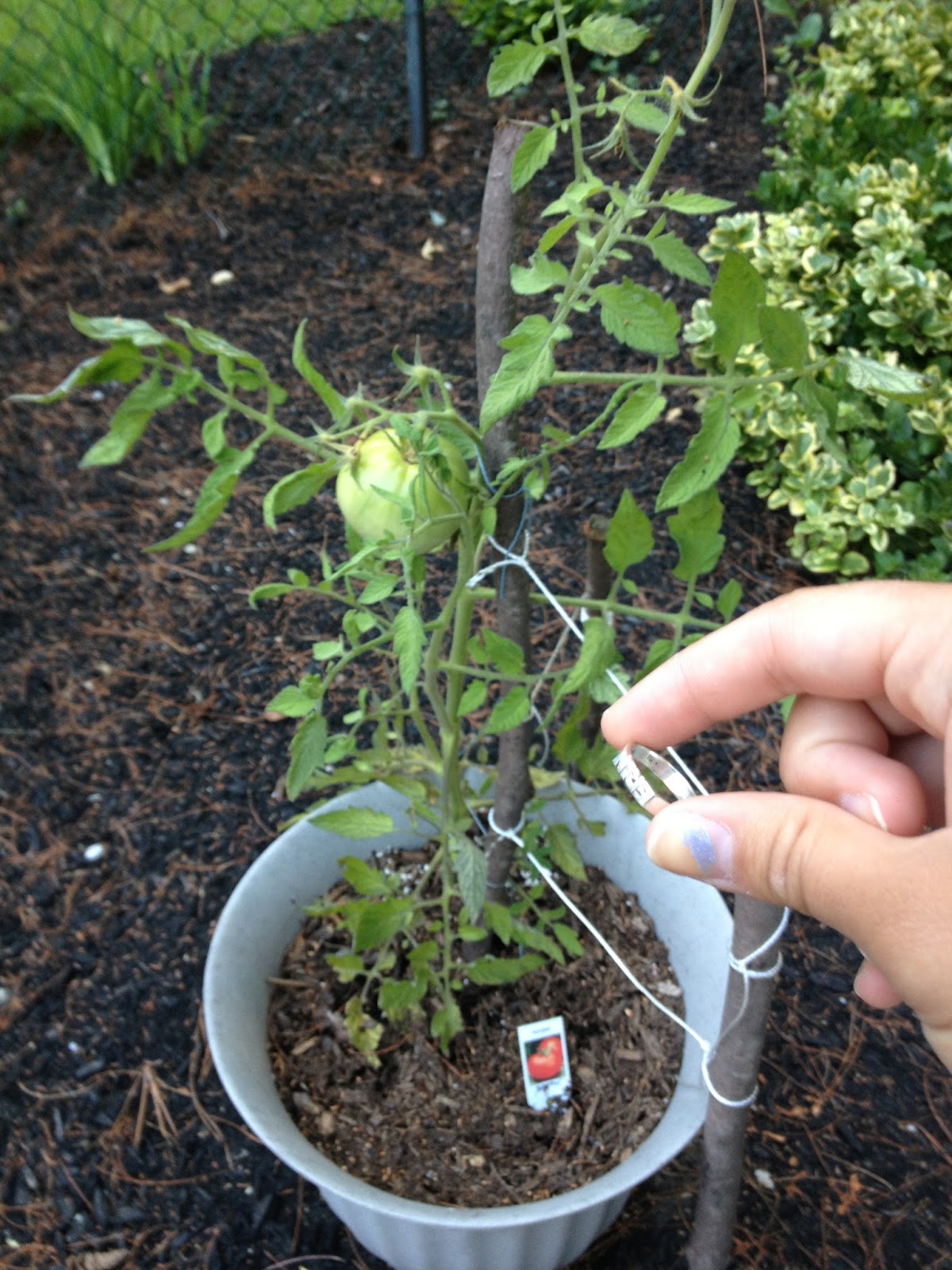 ap-biology-collection-dicot-plant-with-flower-and-leaf