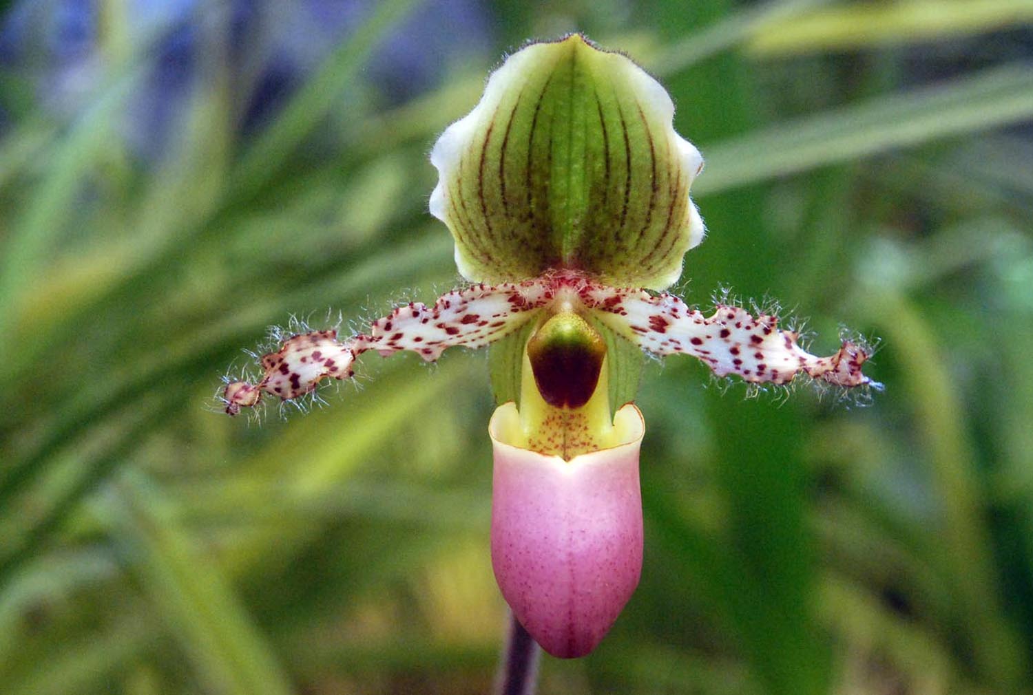 Fantastis 26+ Bunga Anggrek Kantong Semar - Gambar Bunga HD