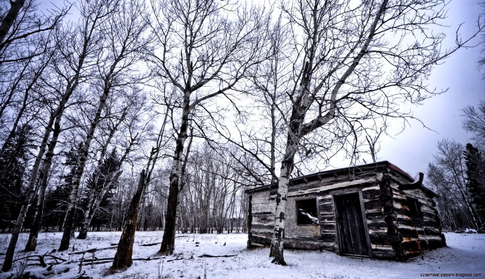 Winter Forest Cabin