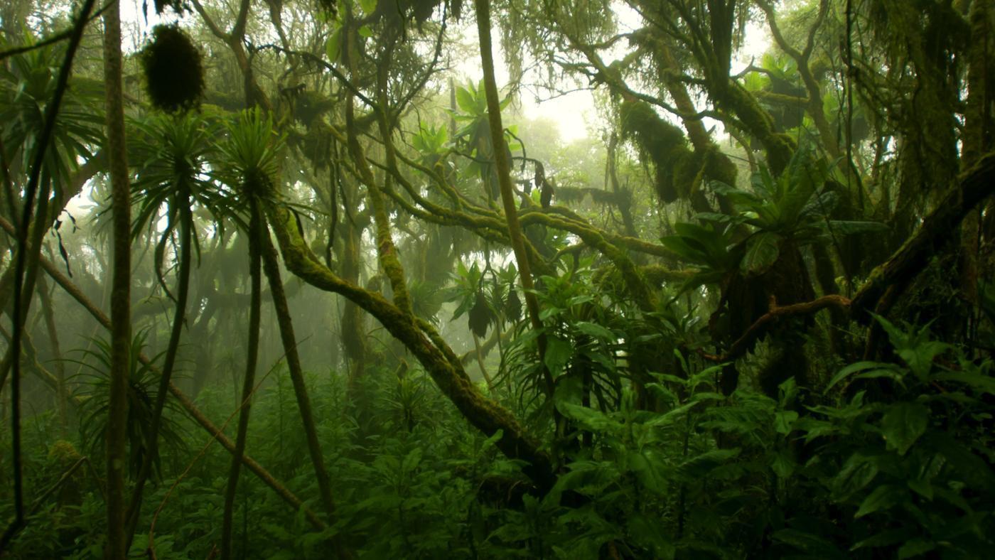 Jungla densa del Congo.