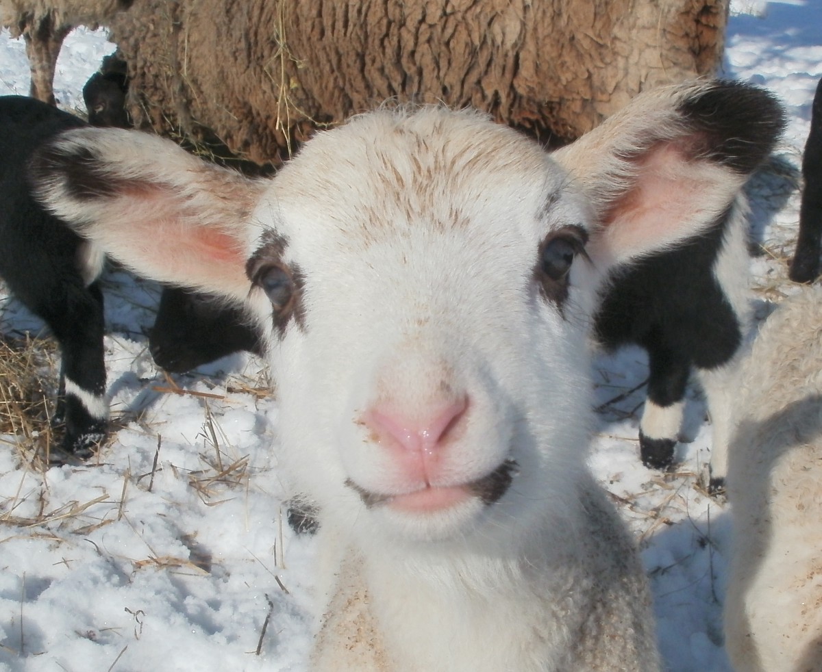 Baa Ram Ewe Sheep: Designing a Fractal Lamb