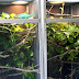How To Set Up A Proper Chameleon Enclosure | Much Ado About Chameleons