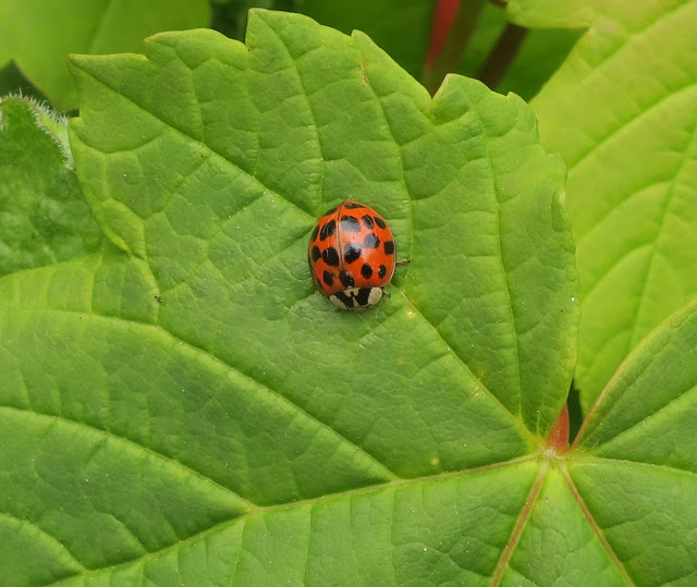 Harlequin ladybird (Harmonia axyrdis) on leaf. 18th May 2019