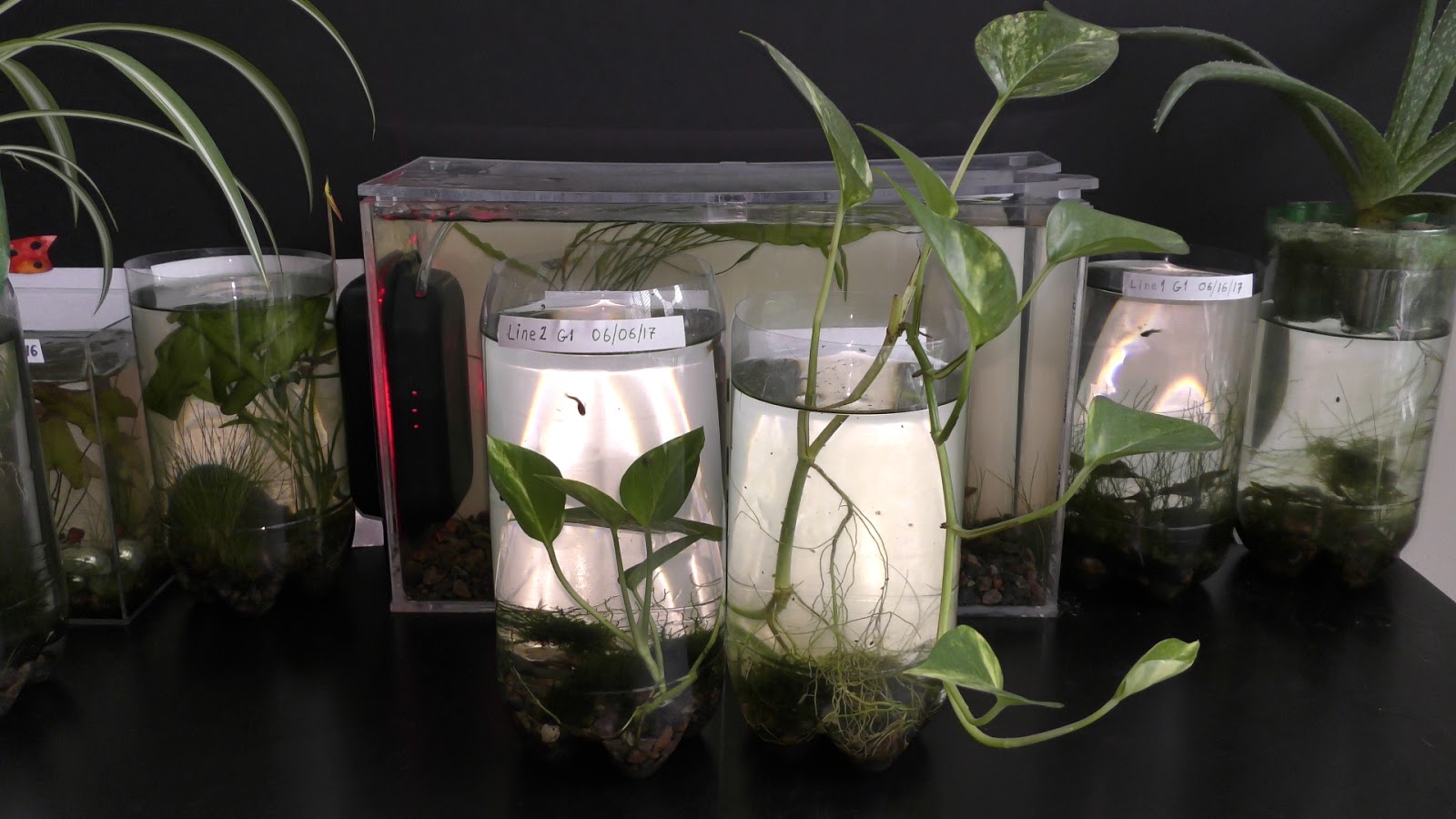 Random Bits Growing Land Plants Underwater