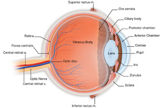 Beberapa Tips Menjaga Kesehatan Mata