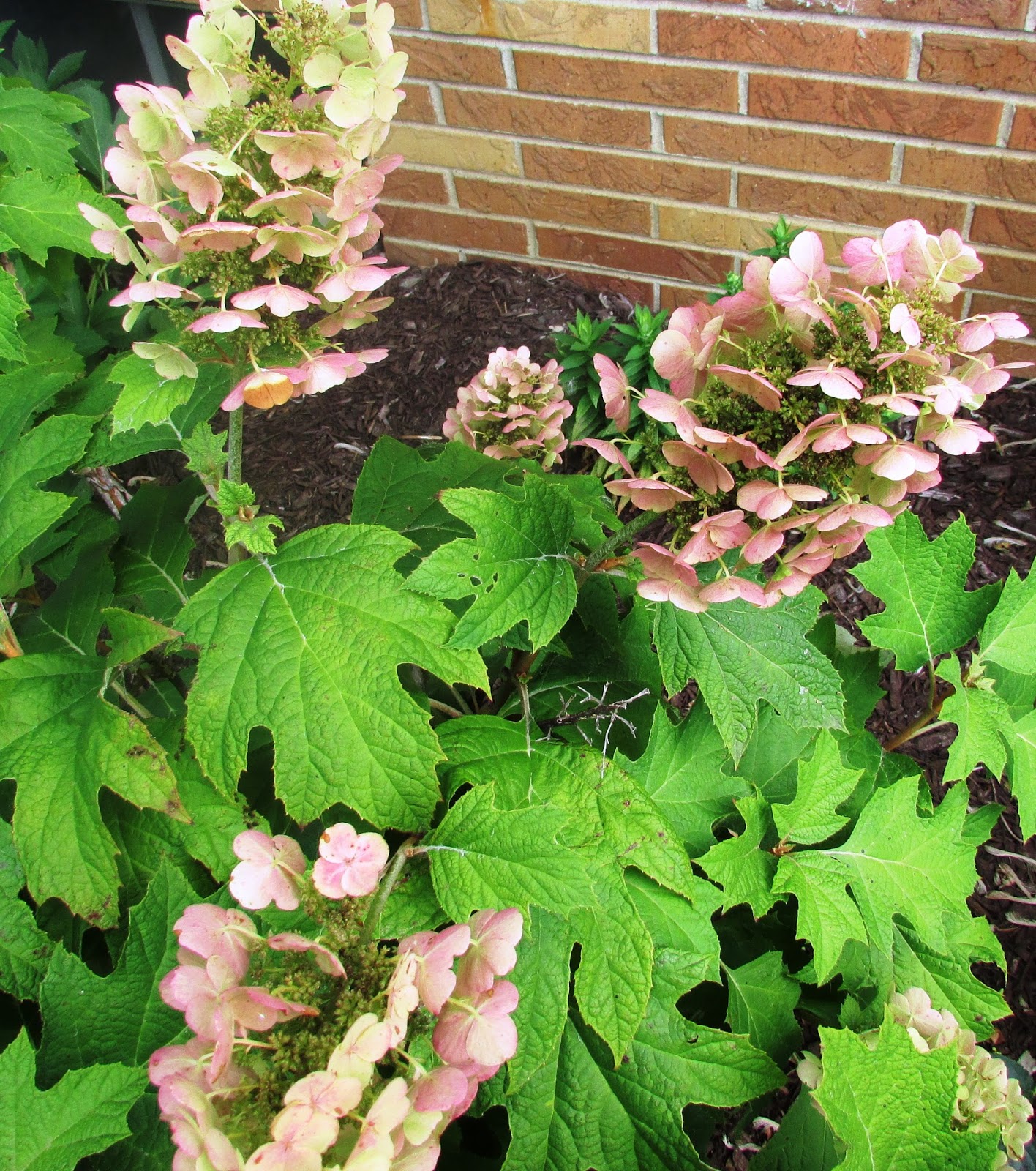 Backyard Blooms a Summer Garden Tour Rustic & Refined