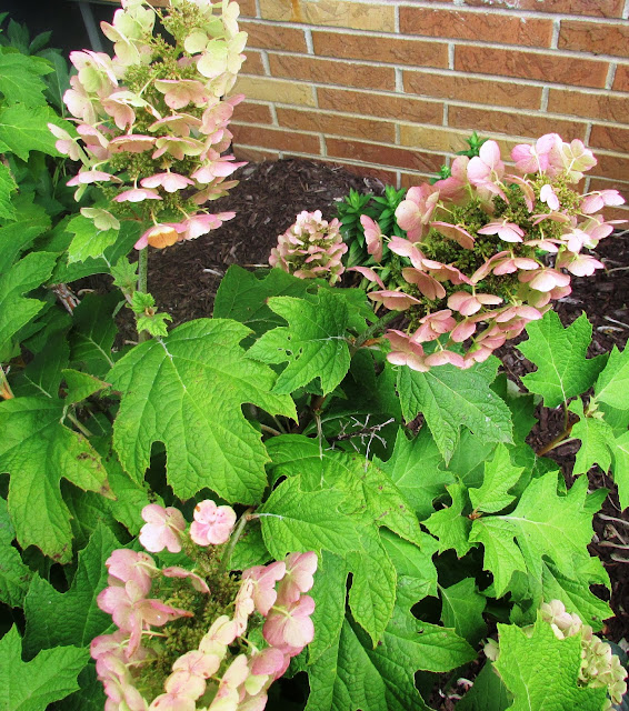 Backyard Blooms a Summer Garden Tour Rustic & Refined