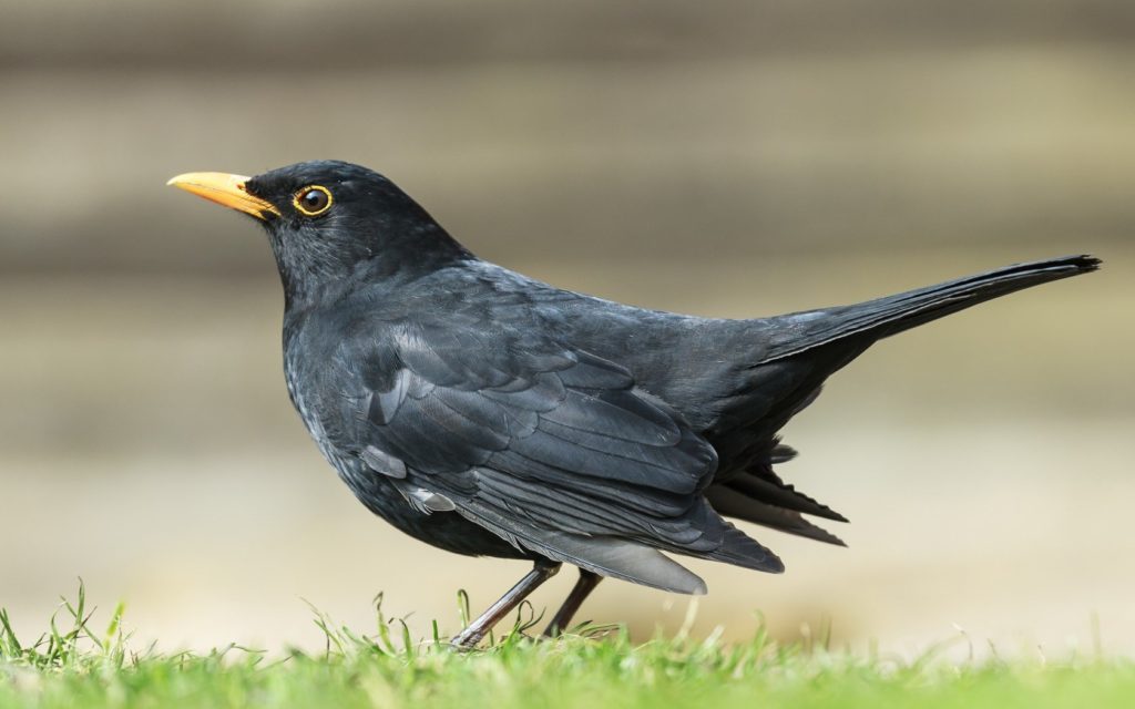 Common blackbird Amazing Pets For You
