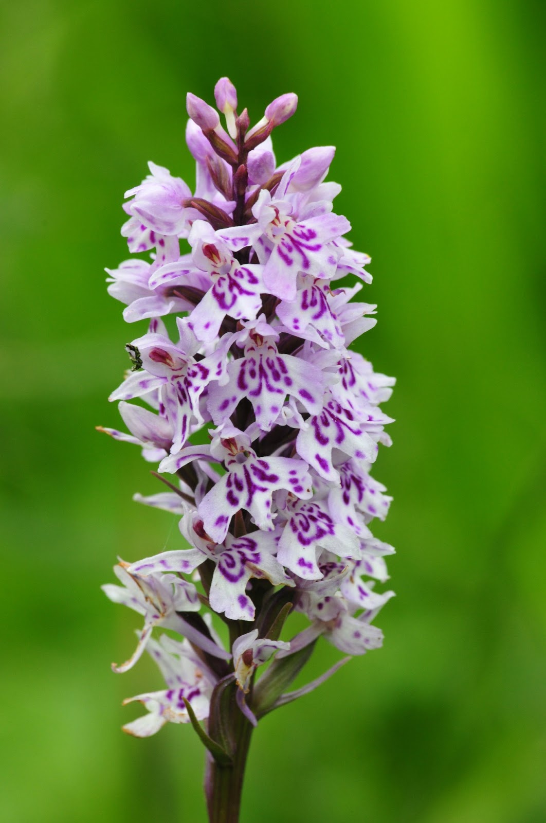 WAVENEY WANDERINGS COMMON SPOTTED ORCHIDS