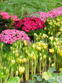 Yellow crocus Florist's cineraria Allan Gardens Conservatory Spring Flower Show 2014