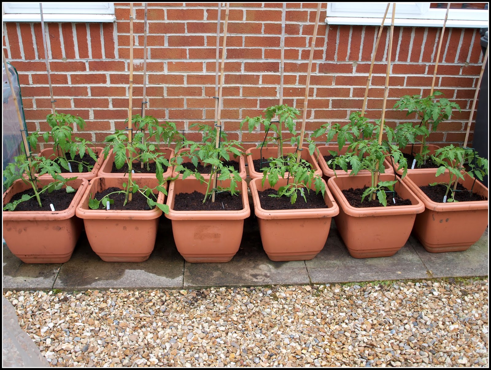 Посадка помидор на рассаду на урале. Посадка помидор на рассаду на урале. Сроки рассады для высадки в грунт. Сроки высадки семян перца для рассады. Пересадка рассады томатов в грунт таблица.