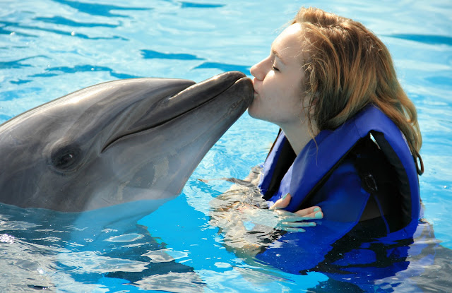 Swimming with Dolphins