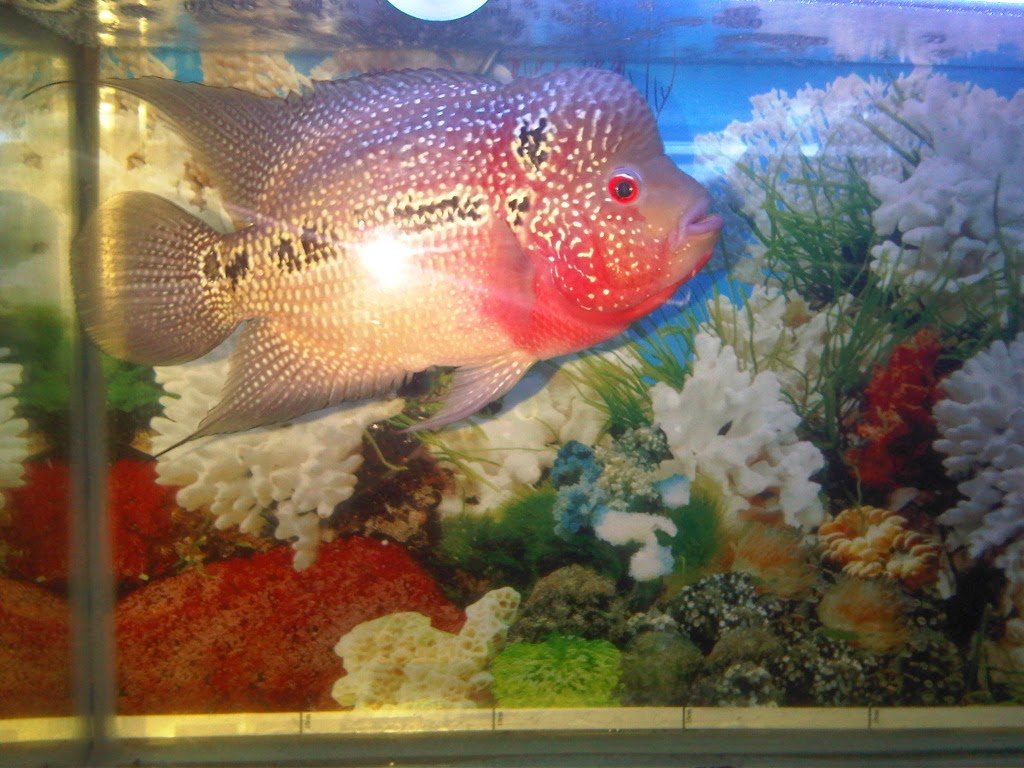 Dunia ikan Lohan Dunia ikan Lohan