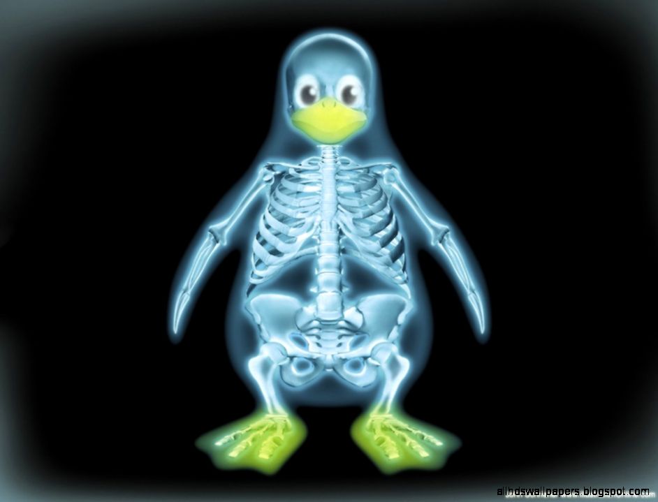 Birds Penguin Cool Ray Normal Desktop Backgrounds  Birds for HD