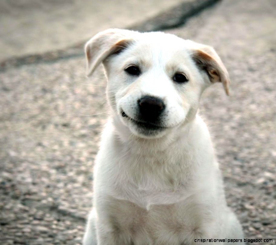 White Dog   Wallpapers –