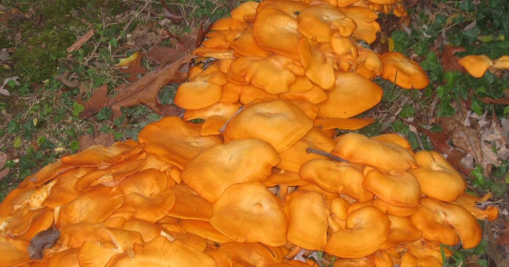 Atomic Rhubarb Seriously Orange Mushrooms