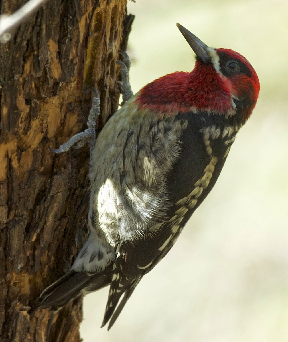 Butler's Birds: Just Keep Pecking Away