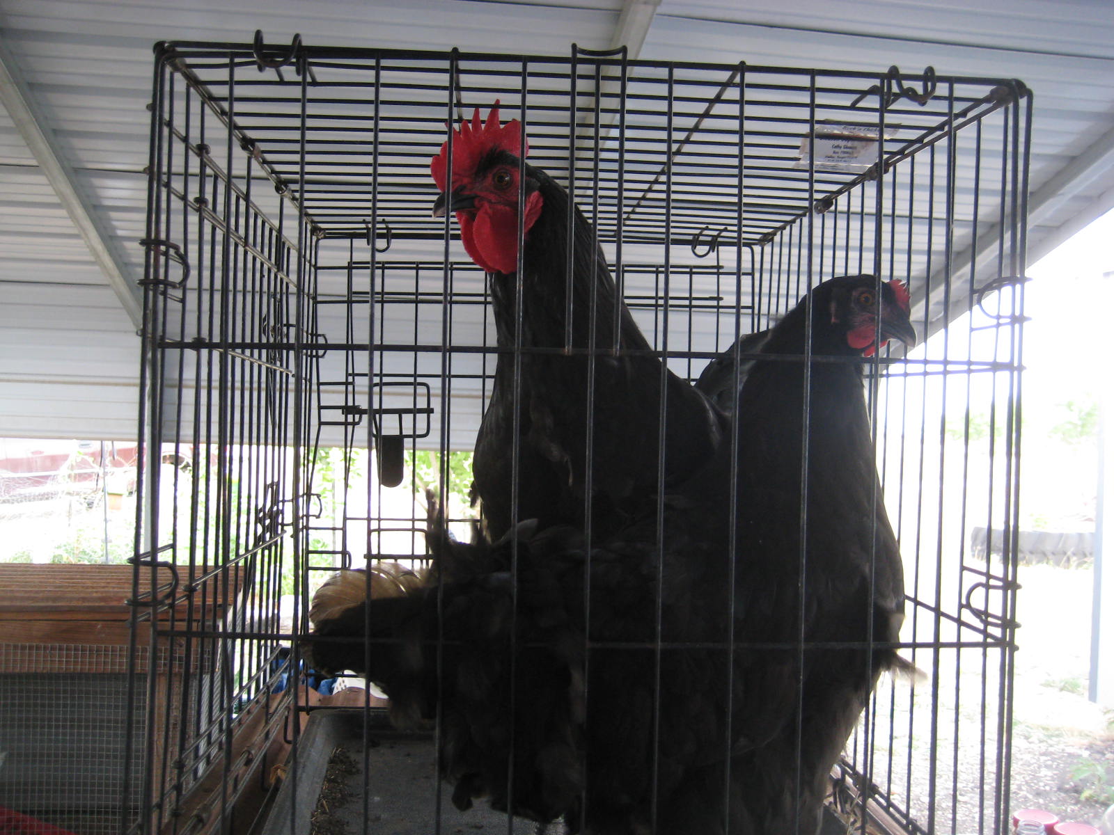 Java breeders: Starting chicks at Diamond T Poultry