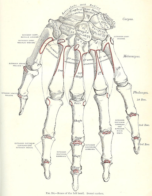 Halloween Skeleton Images -1893 Gray's Anatomy Illustrations - Knick of ...