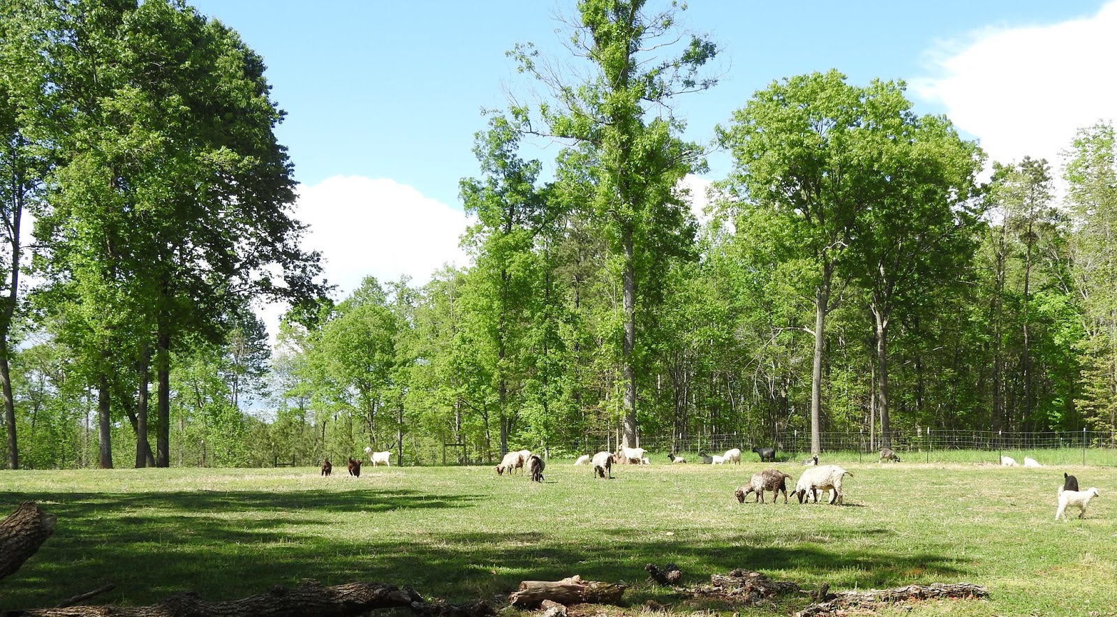 Piedmont Farm Tour...Farm 2 Avillion Farm