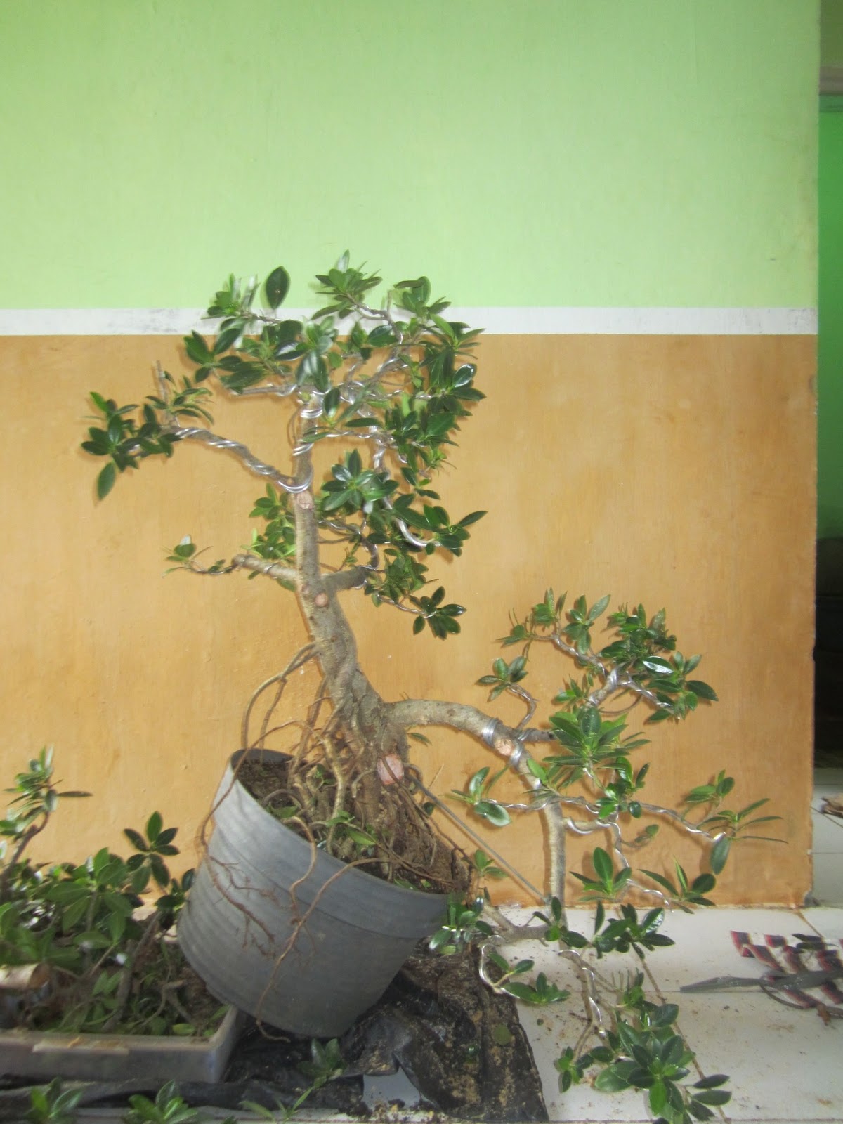 JUAL BELI POHON BRINGIN DOLLAR KOTA BANJAR Tahap awal bonsai beringin
