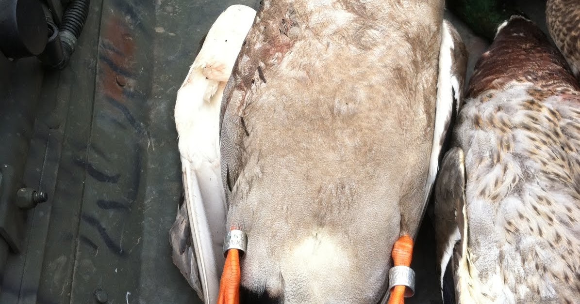 south-carolina-duck-hunts-double-banded-mallard