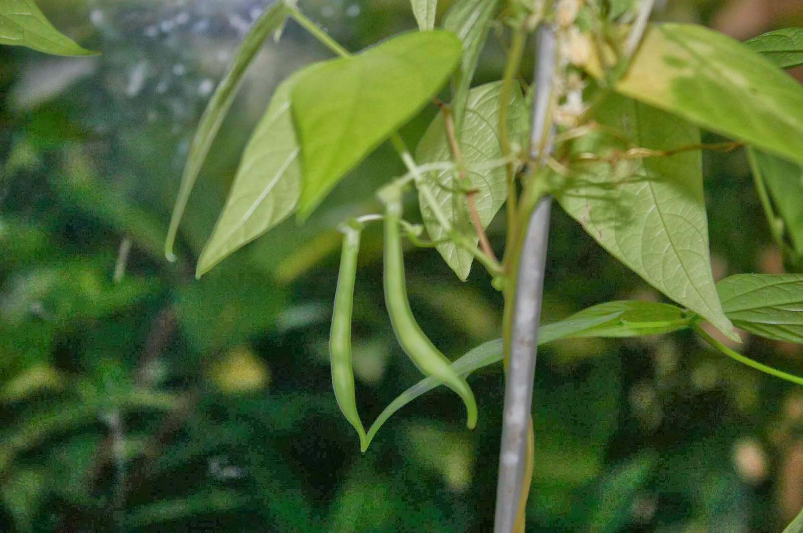 First Bean DIY Windowsill Hydroponics