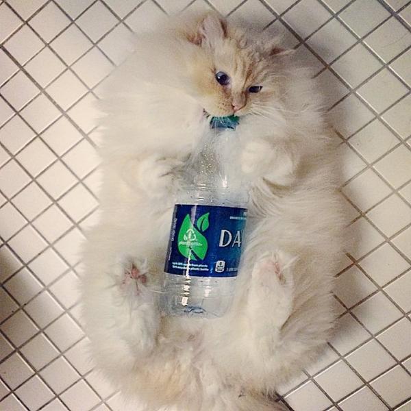 Пушистый кот Пушистый кот