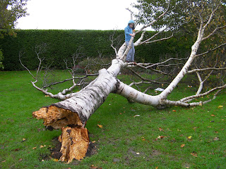 october storm 2013 fallen tree milton park portsmouth