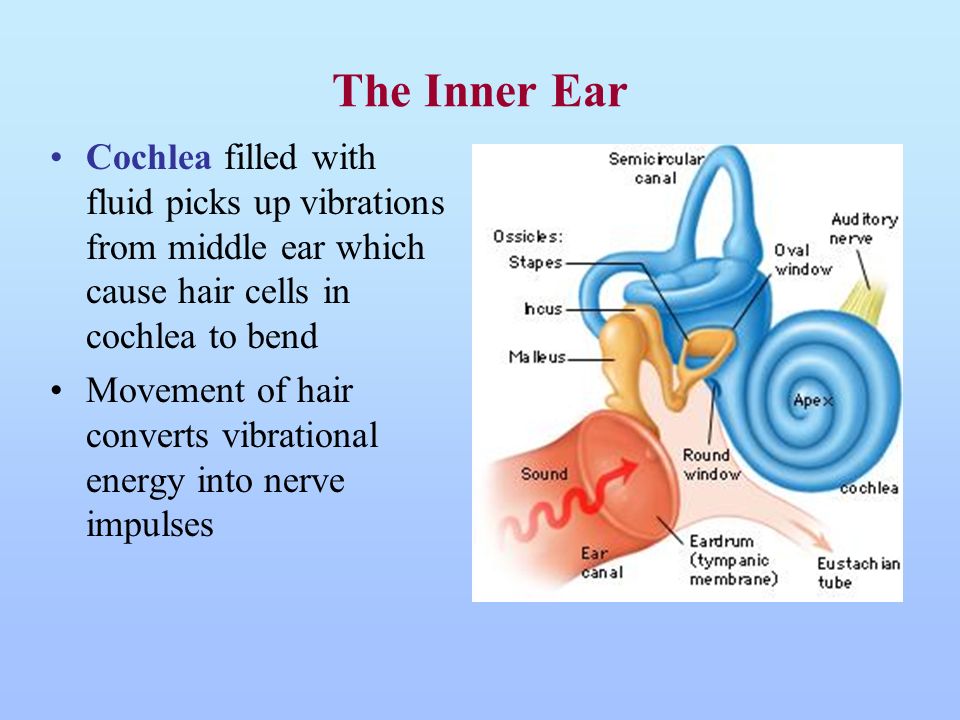 EXAMS AND ME Electricity Inner Ear To Hearing