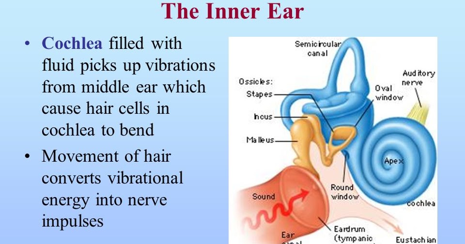 EXAMS AND ME Electricity Inner Ear To Hearing