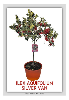 Ilex-Aquifolium-Silver-Van