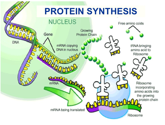 Humerus Revelations of the Naked Ape: Understanding Protein Synthesis