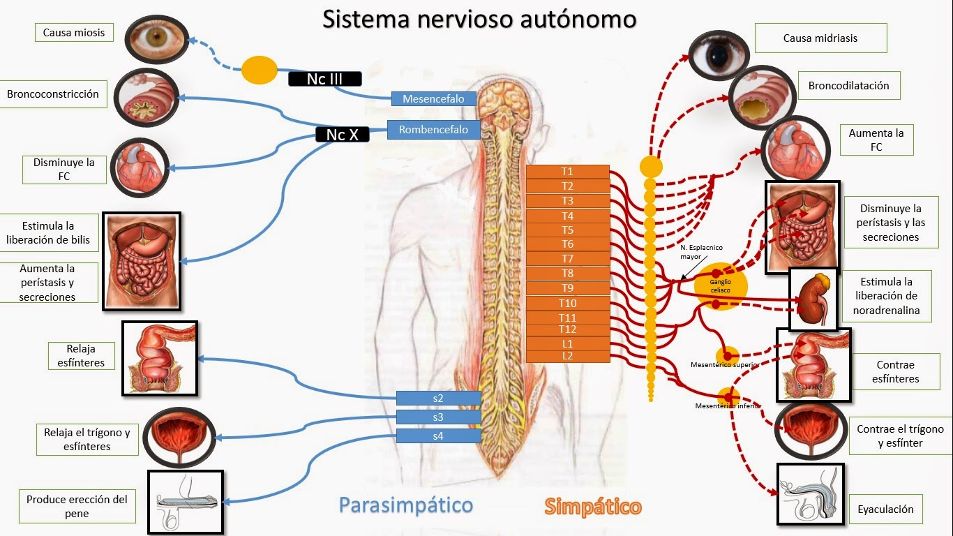 Sistema nervioso simpatico y parasimpatico