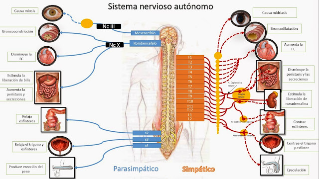Resultado de imagen de sistema nervioso autonomo simpatico