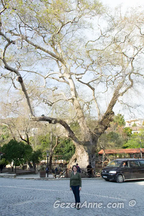 anıt çınar ağacı Musa Ağacı önünde, Hıdırbey Köyü Samndağ Hatay