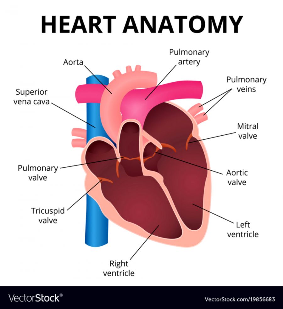Anatomy of the human heart Royalty Free Vector Image Anatomy of the human heart Royalty Free Vector Image