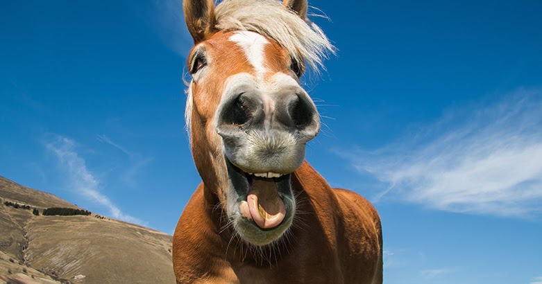 Dogteur L’entretien des dents du cheval