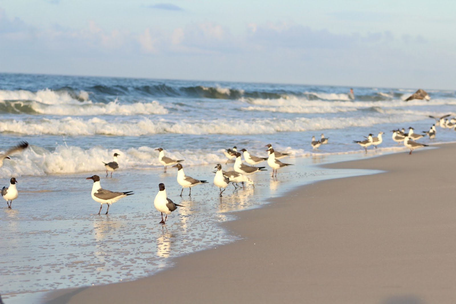 Livin' Life, Lovin' Life Sunrise over the Ocean at Orange Beach